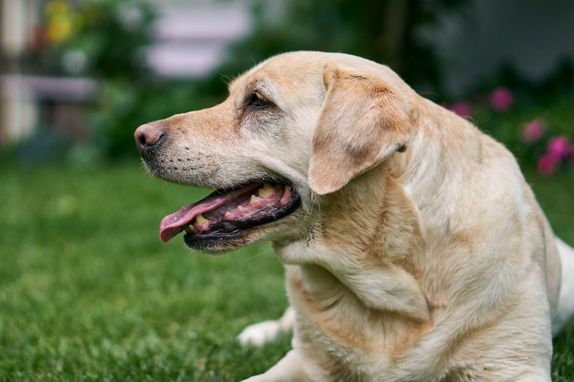 Why Is My Dog Foaming At The Mouth and Vomiting?