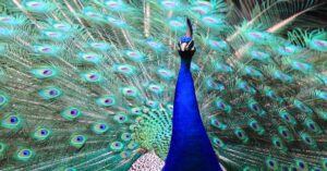 do female peacocks have colorful feathers