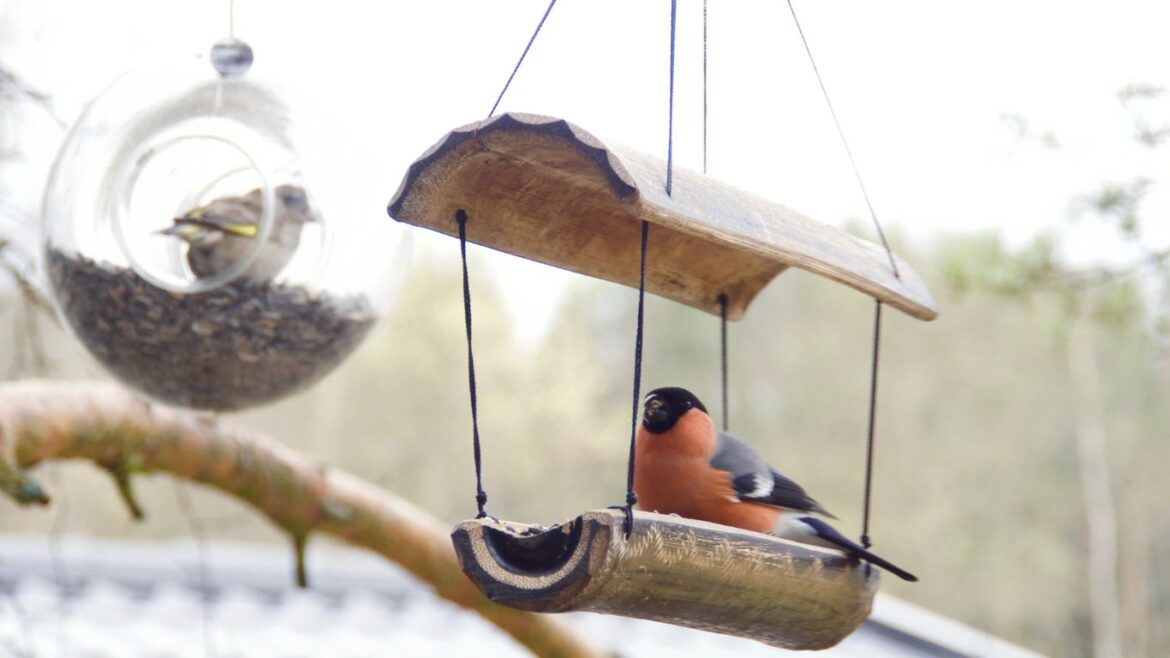 should i remove old nest from bird box should i remove old nest from bird box
