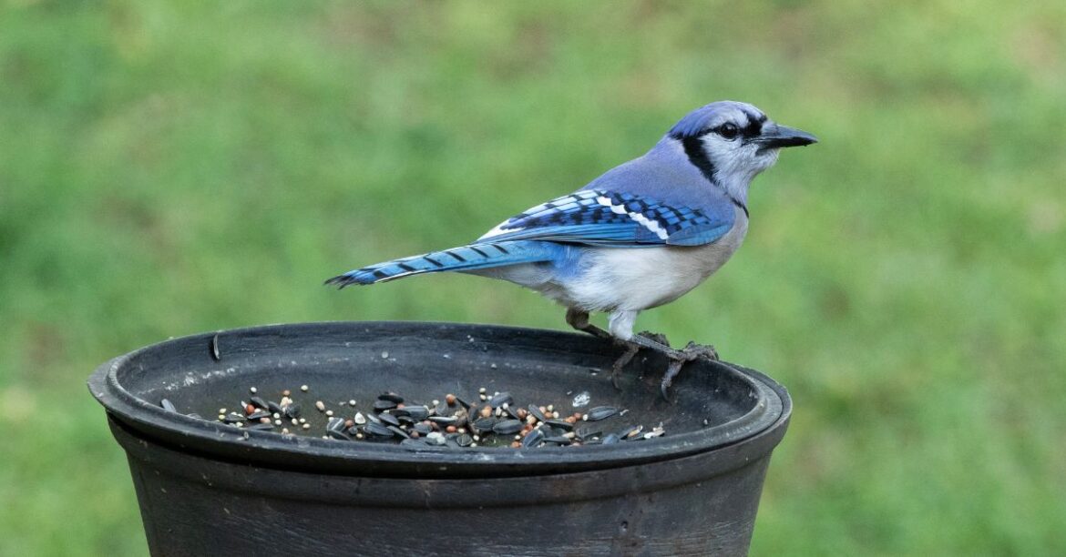 what does a blue jay sound like what does a blue jay sound like