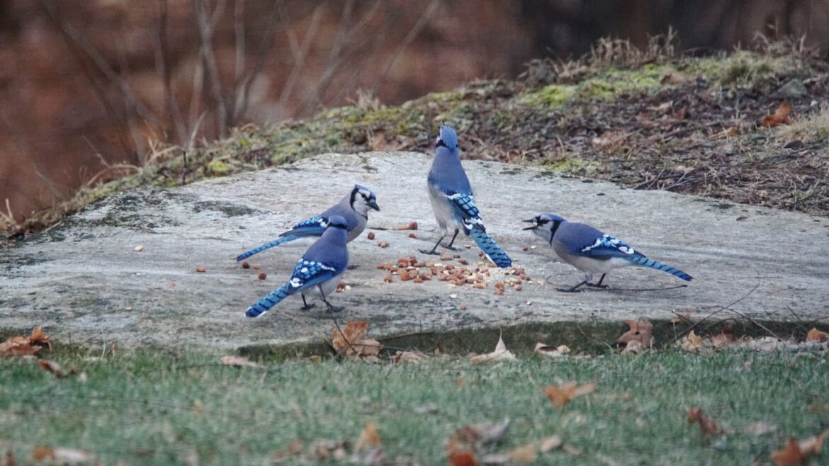 why are there so many blue jays in my yard why are there so many blue jays in my yard