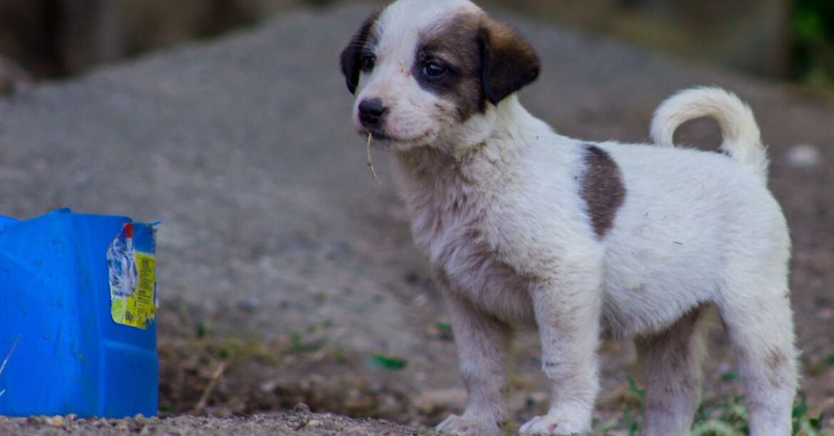why wont my puppy pee outside why wont my puppy pee outside
