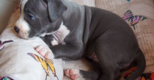 how to soothe dog irritated anus