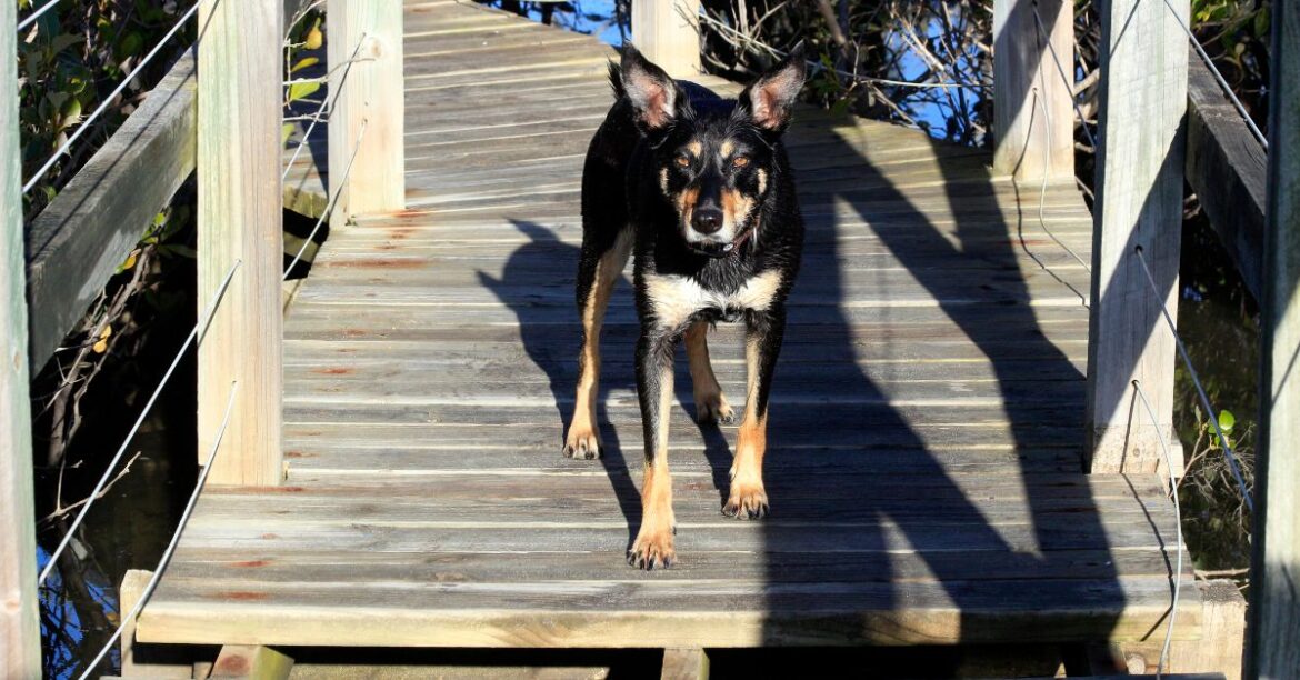 how do i know my dog crossed the rainbow bridge how do i know my dog crossed the rainbow bridge