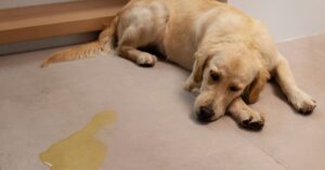 why is my female dog leaking brown fluid from anus